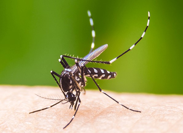 KHÔNG CHỈ SỐT XUẤT HUYẾT: VIRUS ZIKA, SỐT RÉT, VIÊM NÃO NHẬT BẢN CŨNG CẦN ĐƯỢC CÁC GIA ĐÌNH QUAN TÂM VÀ PHÒNG NGỪA